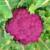 Cauliflower Purple Cape Vegetable Seeds Gardening Fresh USA SHIPPING - £12.77 GBP