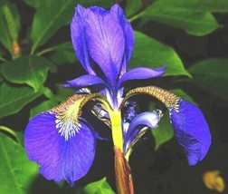 Wild Blue Iris 25 Seeds Iris Missouriensis Perennial Bloom Blue - £4.79 GBP