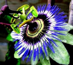 Small Rooted Starter Plant Hardy Blue Crown Passiflora Caerulea Passion Flower - £29.88 GBP