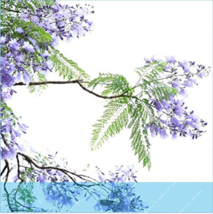 New Fresh 20Pcs Jacaranda Mimosifolia Jacaranda Mimosa Leaved Jacaranda Blue Fla - £8.42 GBP