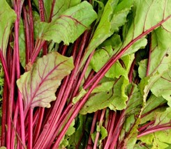 100 Early Wonder Beet Seeds Vegetable Native Garden Patio Container - £14.41 GBP