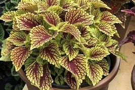 100 Rainbow Coleus Seeds F4024-7 Garden - $11.97