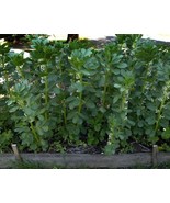 Fresh Garden Broad Windsor Fava Bean Seeds, NON-GMO, Mediterranean, Cove... - £9.79 GBP
