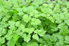 Chervil 500 Seeds Fast Shipping - $8.77