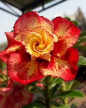 4 Pc Seeds Red Orange Desert Rose Flower, Adenium Obesum Seeds for Planting |RK - £16.51 GBP