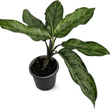 Aglaonema Silver By Leal Plants Ecuador | Chinese Evergreen Natural Décor Plant - £18.22 GBP