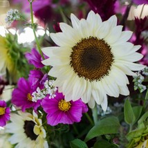 ArfanJaya 20 White Nite Procut Sunflower Seeds Annual-Elegance For Your Garden - £6.93 GBP