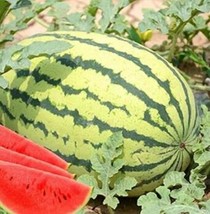 20  Lazy Melon King Watermelon Bonsai red Meat Garden Balcony Potted Vegetables - £6.11 GBP