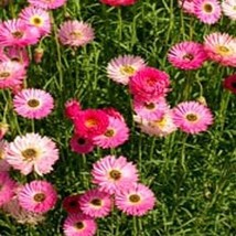 Paper Daisy Helipterum Rose 50 Seeds - £8.62 GBP