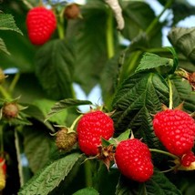 US Seller Native Red Raspberry Bush Seeds Fast Shipping - £9.73 GBP