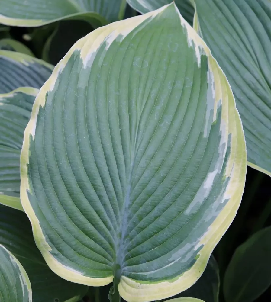 Hosta Oyster Bar Potted Plant  - $48.97