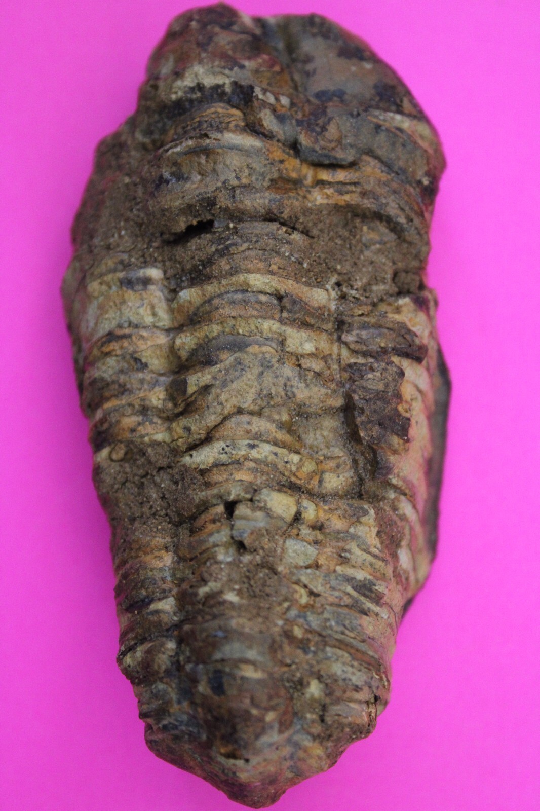 Trilobite Fossil 450 Million Years Old Morroco Guaranteed Real Dino Girl... - $29.99