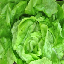 White Boston Lettuce Seeds Butterhead Vegetable Fresh Seeds USA - $15.72