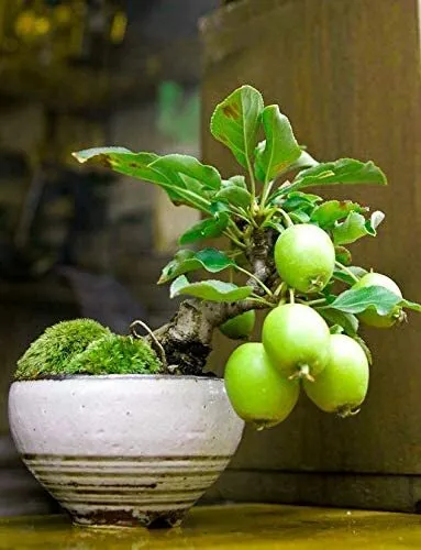 20 Guava Fruit Bonsai Tree Seeds Grow Exotic Delicious Tropical Bonsai Tree Fres - £17.28 GBP