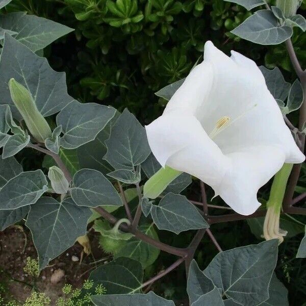 HSeeds 40 Organic White Moonflower Seeds - Datura Metel Fragrant Flowers... - $2.63