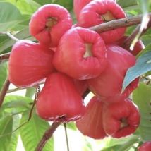 From Us Live Fruit Tree 24”-36” Syzygium Samarangense (Red Wax APPLE/JAMBU) TP15 - £83.92 GBP