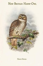 Ninox Odiosa - New Britain Hawk-Owl by John Gould - Art Print - $21.99+