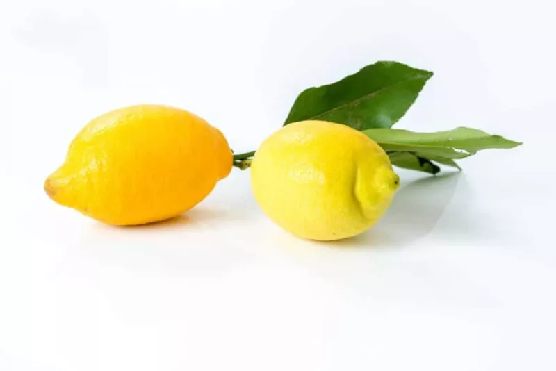 5 Citron de Menton Lemon Seeds for Garden Planting - $11.29