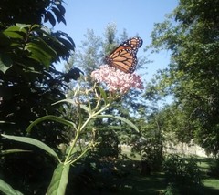 10 Seeds Stratified Swamp Milkweed Asclepias Incarnata Quick Garden Glow With He - £6.61 GBP