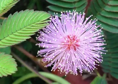 Mimosa pudica 50 seeds Sensitive Plant, Moving Plant, Shy Plant, Shamefu... - $10.04