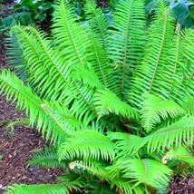 20 Bare Root Christmas Fern Rhizomes - Evergreen, Drought Tolerant, Zones 4-9 - £60.13 GBP