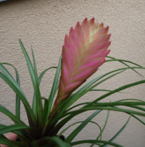 Houseplants Live Potted Large Tillandsia Cyanea Pink Quill  - £39.79 GBP