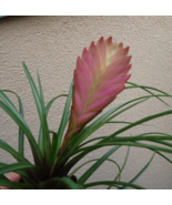 Houseplants Live Potted Large Tillandsia Cyanea Pink Quill  - $49.90