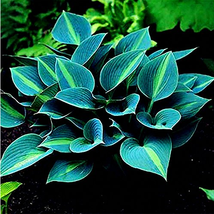 SL Hot Selling Gimax 150Pcs/Pack Hosta Flower Seeds Garden Perennials Ornamental - £2.40 GBP