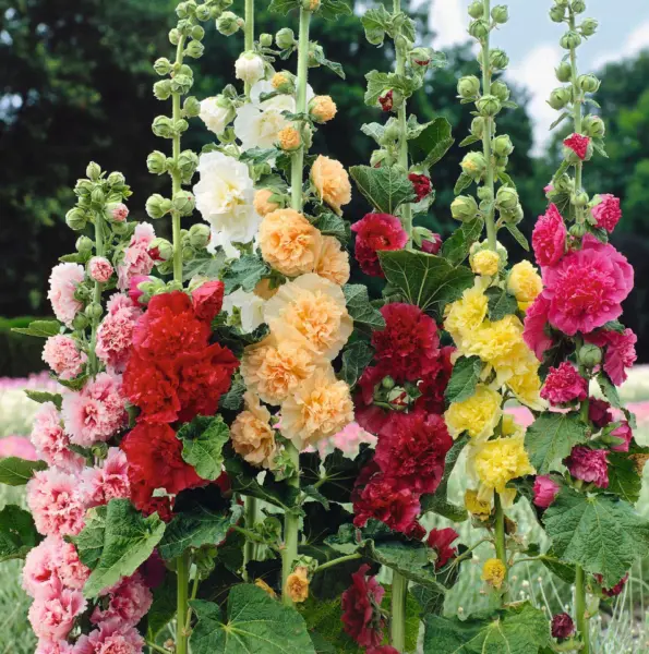 50 Summer Carnival Hollyhock Mixed Colors Non Gmo Seeds Chaters Double Fresh Gar - £7.86 GBP