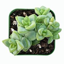 Live Succulent Plant Fresh Crassula Rupestris Fully Rooted in 2&#39;&#39; Planter Pot - £15.92 GBP