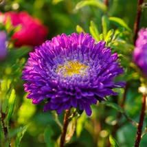 20 Giant Blue Moon Red Moon Aster Seeds Mix Flower Reseeding Annual - £14.35 GBP