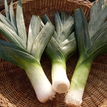 Berynita Store 500 Big Giant Leek Seeds Non-Gmo Heirloom - £9.03 GBP