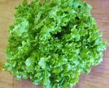 800 Seeds Salad Bowl Leaf Lettuce Seeds Fast Shipping - £7.20 GBP