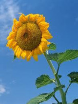 7 Giant Hybrid Sunflower-1257 - £3.16 GBP