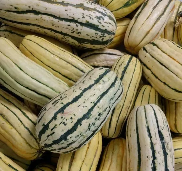 DELICATA SQUASH 15+SEEDS  WINTER SQUASH Vegetables GARDEN - $10.00