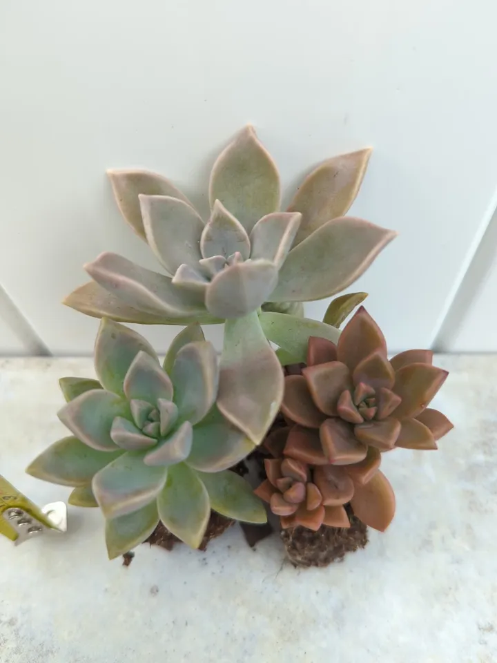 3 Ghost Succulent Live Plants Plugs (Mother of Pearl, Purple Haze, Vera ... - $7.90