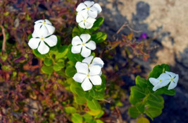 100 Dwarf White Periwinkle Seeds Vinca Little Blanche Flowers Ground Cover Garde - $15.00