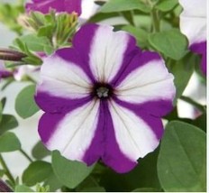 Heirloom Snow White Petunia with Five Purple Stripes Annual Flowers 200 ... - $10.53