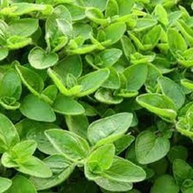 Sweet Marjoram - Organic Heirloom Seed - Perennial Herb With Many Uses USA SELLE - $3.98