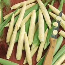 Corn Seeds 25 Japanese Hulless White Popcorn Vegetable NON-GMO  - $4.85