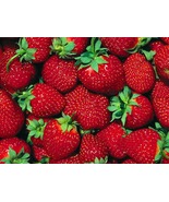 Fort Laramie Everbearing Strawberry 10 Bare Root Plants - Hardiest Everb... - $51.10 CAD