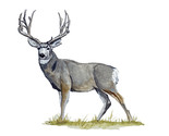 Buck Deer Wall Hanger Car/Truck Window Vinyl Decal/Sticker Trophy Buck - $6.95+