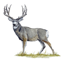 Buck Deer Wall Hanger Car/Truck Window Vinyl Decal/Sticker Trophy Buck - £5.64 GBP+