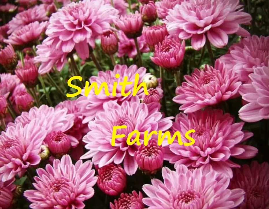 200+ Seeds Light Pink Chrysanthemum Flowers Mums FREE SHIPPING - $8.04