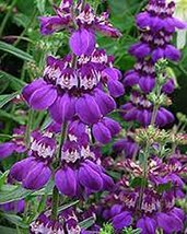 25+ Seeds, Chinese Houses, Collinsia heterophylla, Unique Delicate Flower, Beaut - $1.59