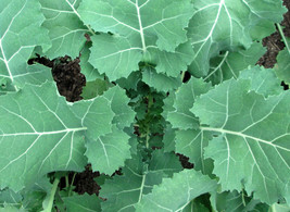 USA SELLER 250 Premier Kale Seeds Organic Fresh Seeds Fast Shipping - £12.83 GBP