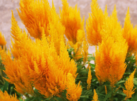 200 Seeds Noble and Beautiful Yellow Celosia Seed Annual Herb Flower Seeds - £23.72 GBP