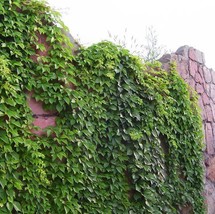 US Seller 100 Virginia Creeper Seeds Parthenocissus Quinquefolia Boston Ivy Fast - $10.99