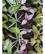 Assorted Tropicals 2&quot; 10 pack plants - €26,23 EUR