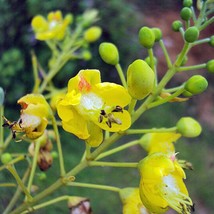 Caesalpinia Sappan Sappanwood Brazilwood 5 Seeds Fresh Seeds - $19.20